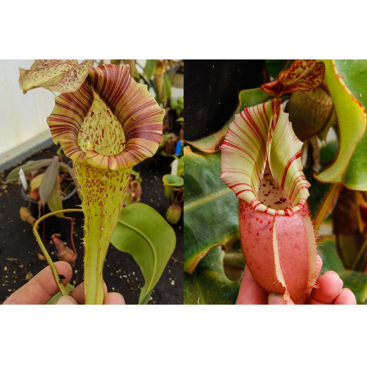 Nepenthes (veitchii X Platychila) - BE X Veitchii Bareo Squat – Carnivero