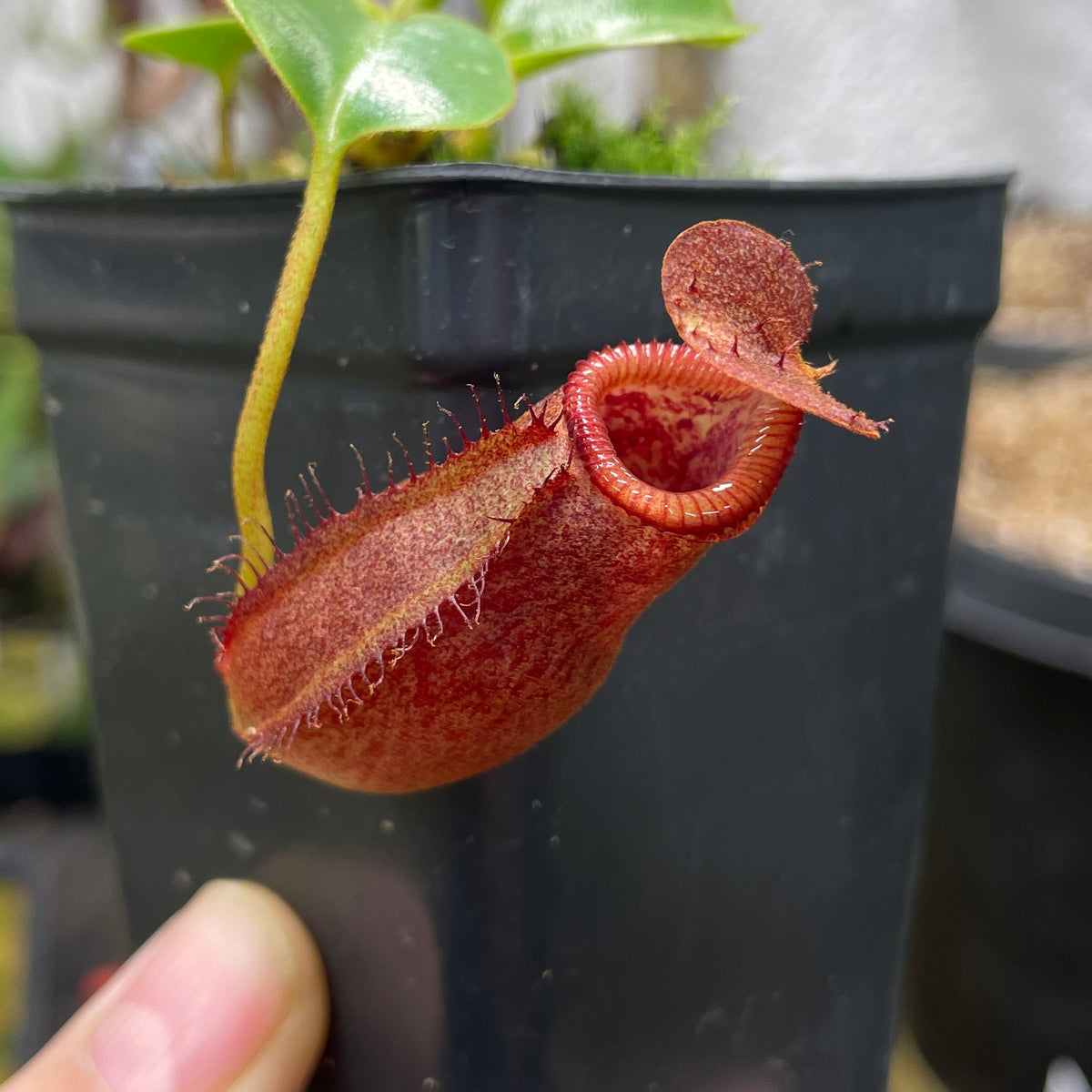 [A070] Nepenthes villosa x robcantleyi