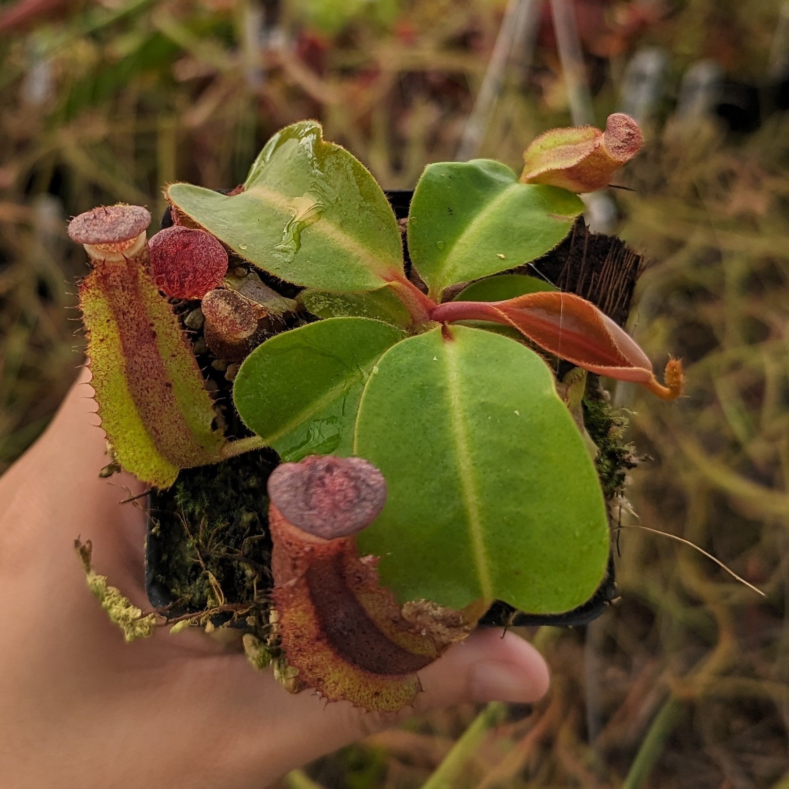 Nepenthes [(lowii x veitchii) x boschiana] -Red Ruffled x clipeata, CA –  Carnivero