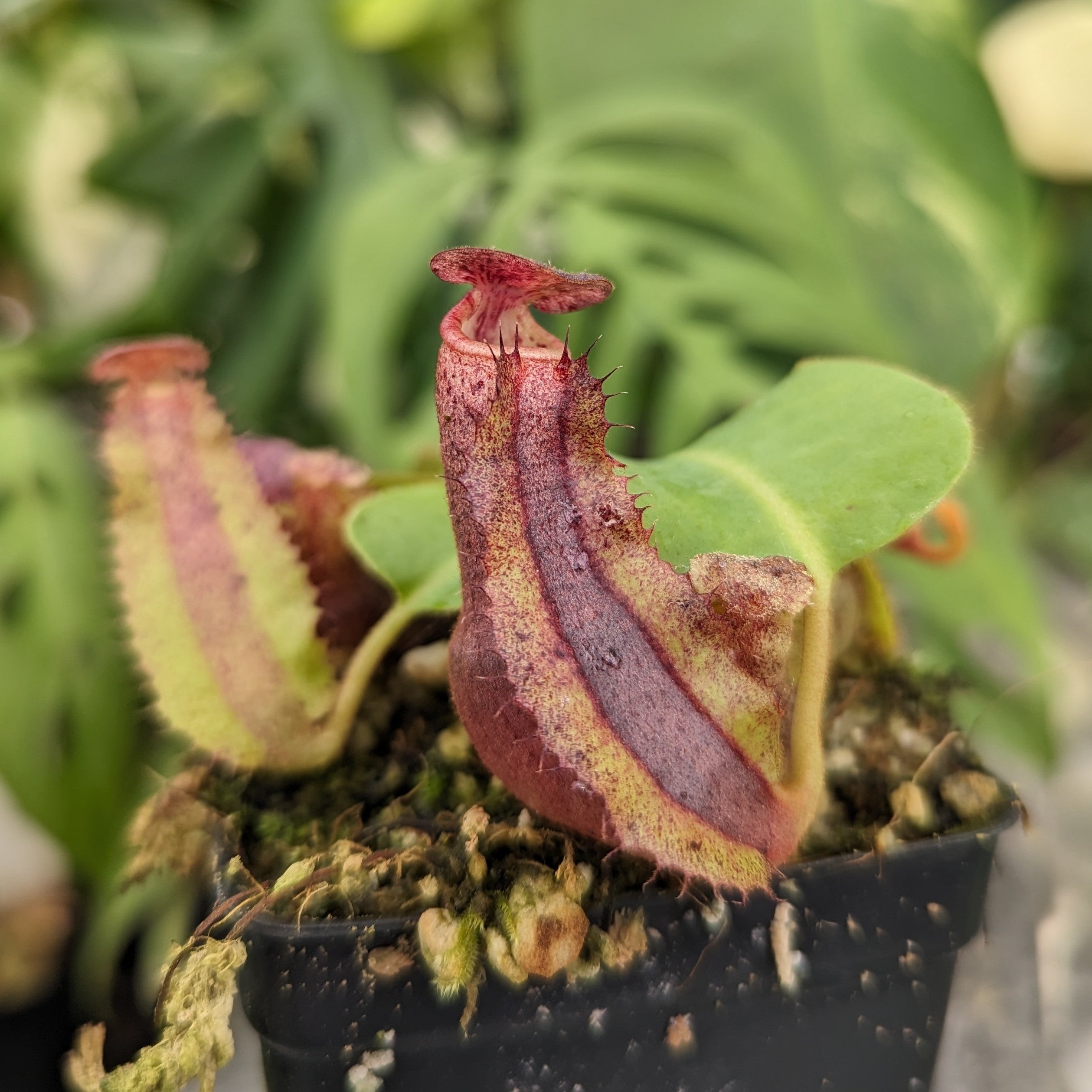 Nepenthes [(lowii x veitchii) x boschiana] -Red Ruffled x clipeata, CA –  Carnivero