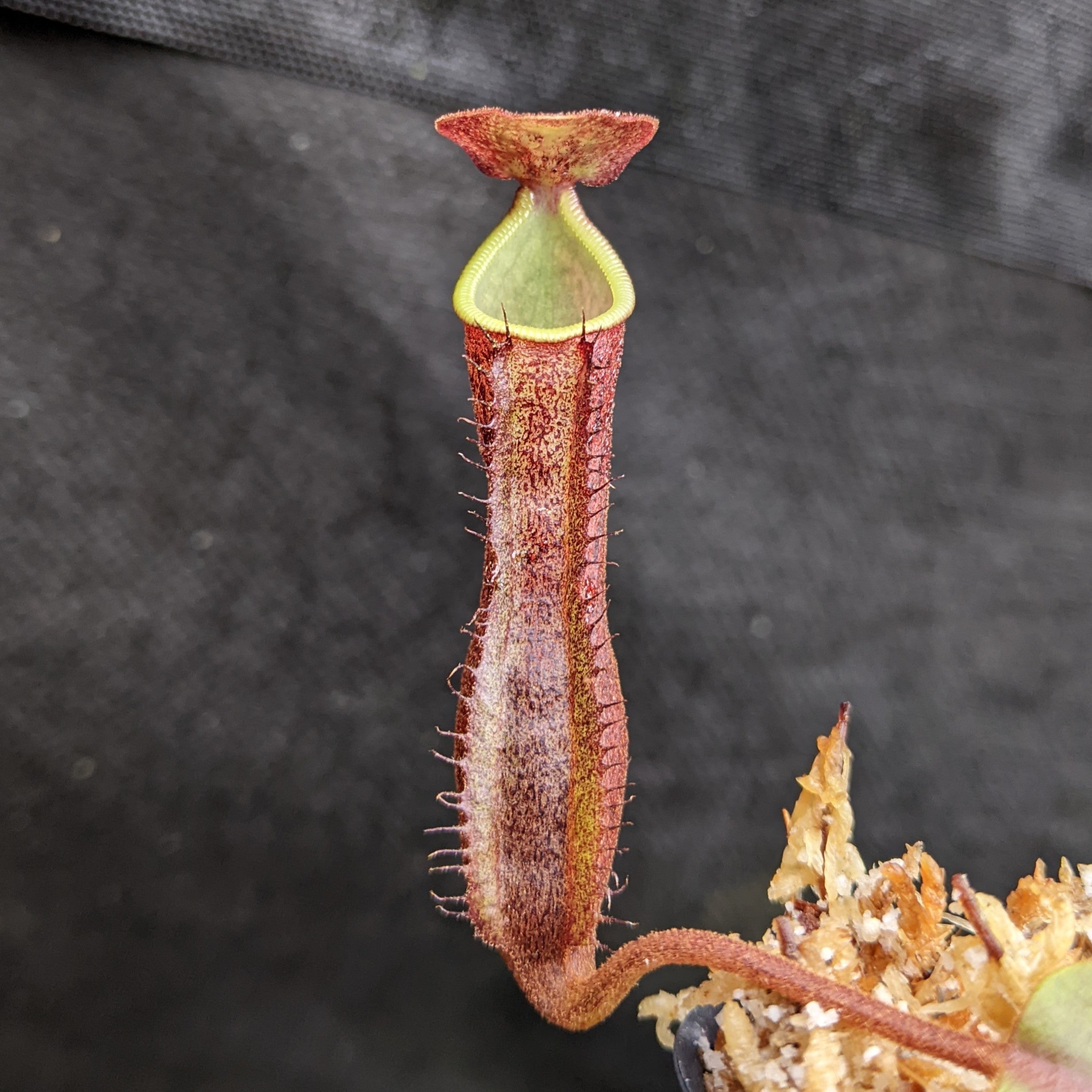 Nepenthes [(lowii x veitchii) x boschiana] 'Red Ruffled' x (sumatrana –  Carnivero