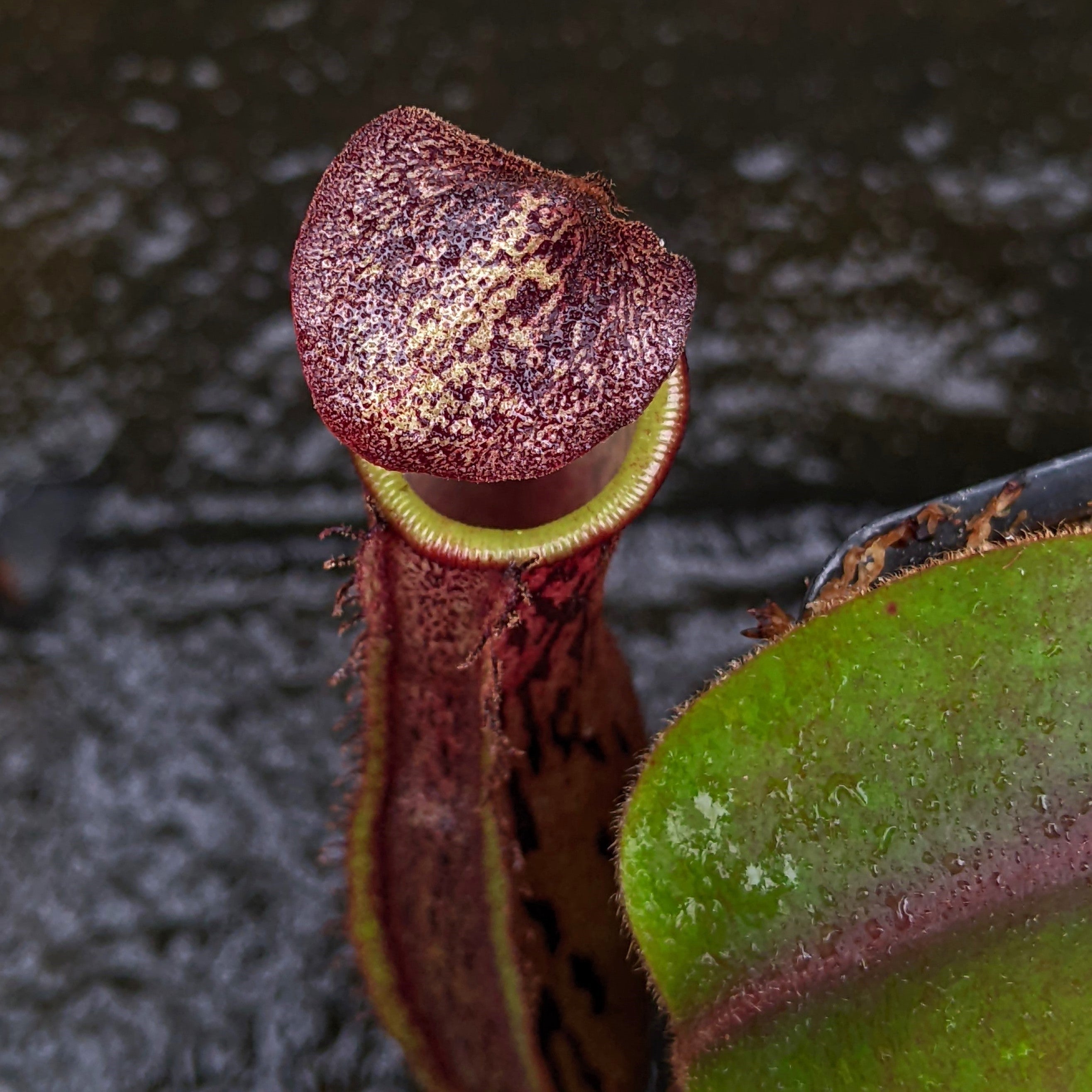 Nepenthes [(lowii x veitchii) x boschiana] 'Red Ruffled' x (sumatrana x  platychila), CAR-0326