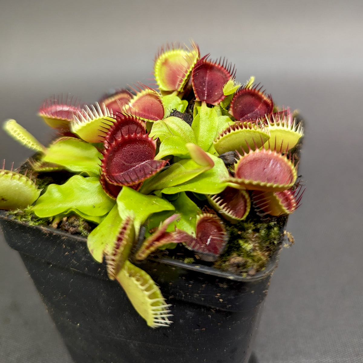 Venus Flytrap Collection – Carnivero