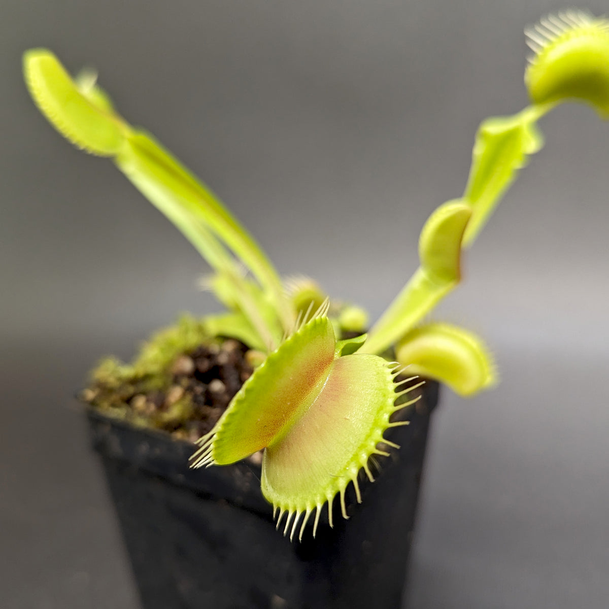 Dionaea muscipula 'Big Mouth' – Carnivero