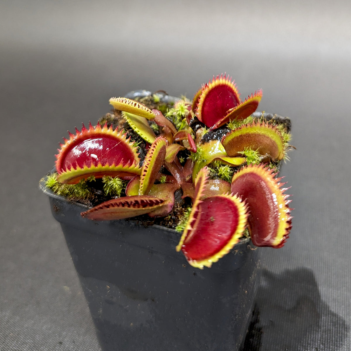 Dionaea muscipula 'Red Piranha'