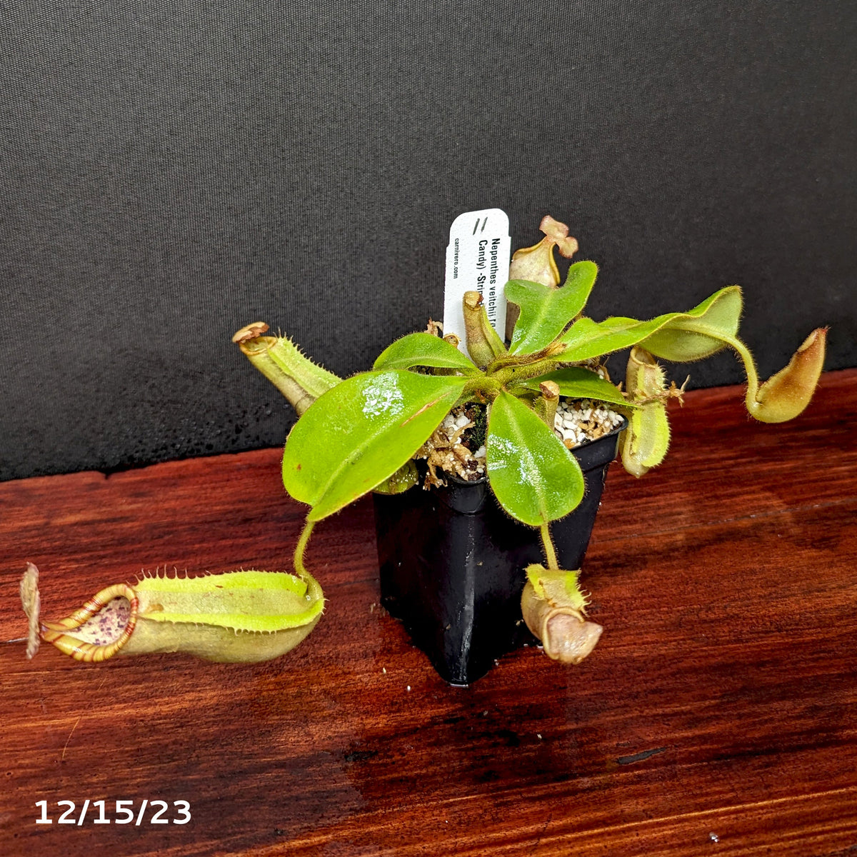 Nepenthes veitchii [(k) x (Murud x Candy) -Striped], CAR-0242 - Exact Plant  12/15/23