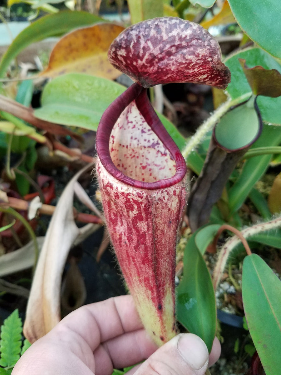 Nepenthes glandulifera – Carnivero