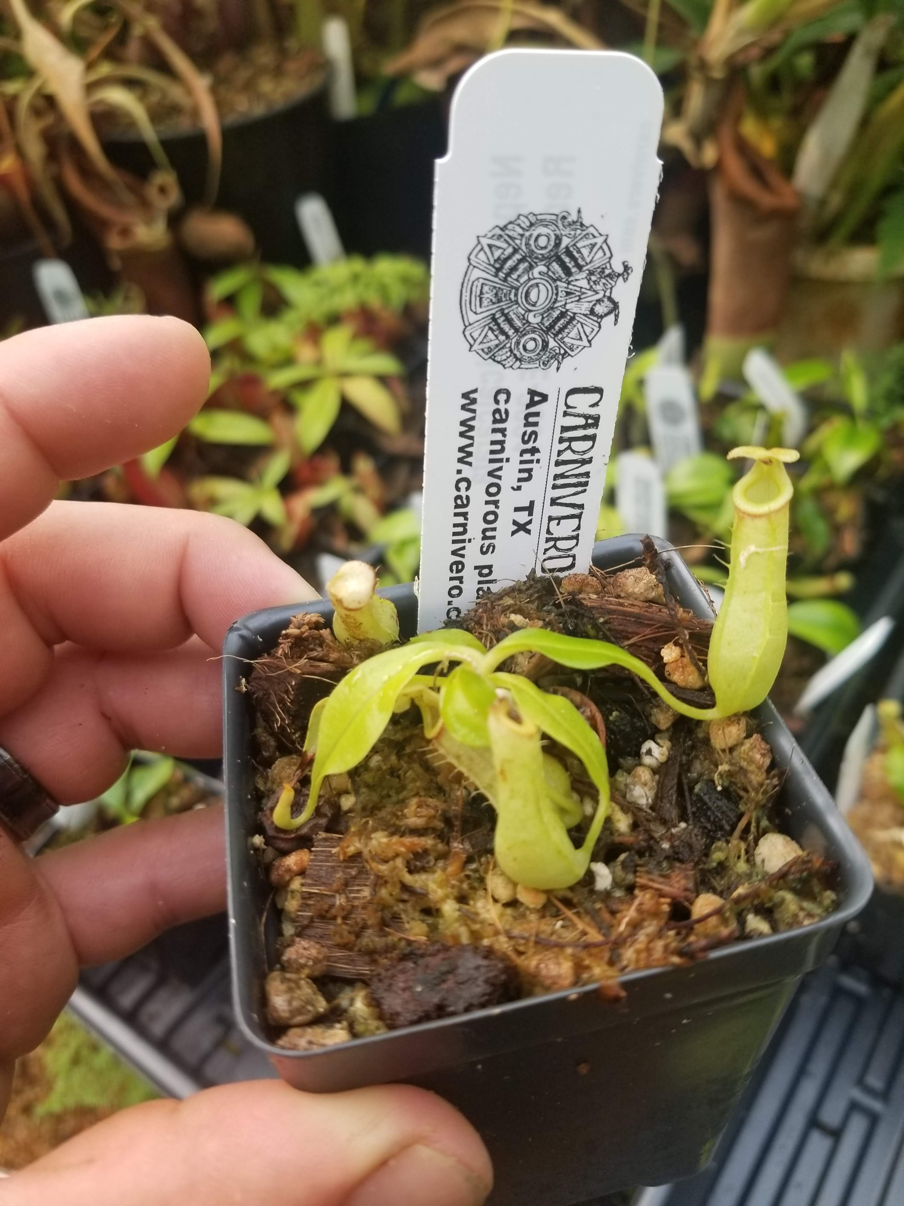 Nepenthes bicalcarata Red Flush, BE-3031