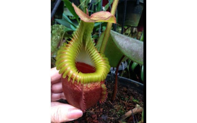 nepenthes villosa