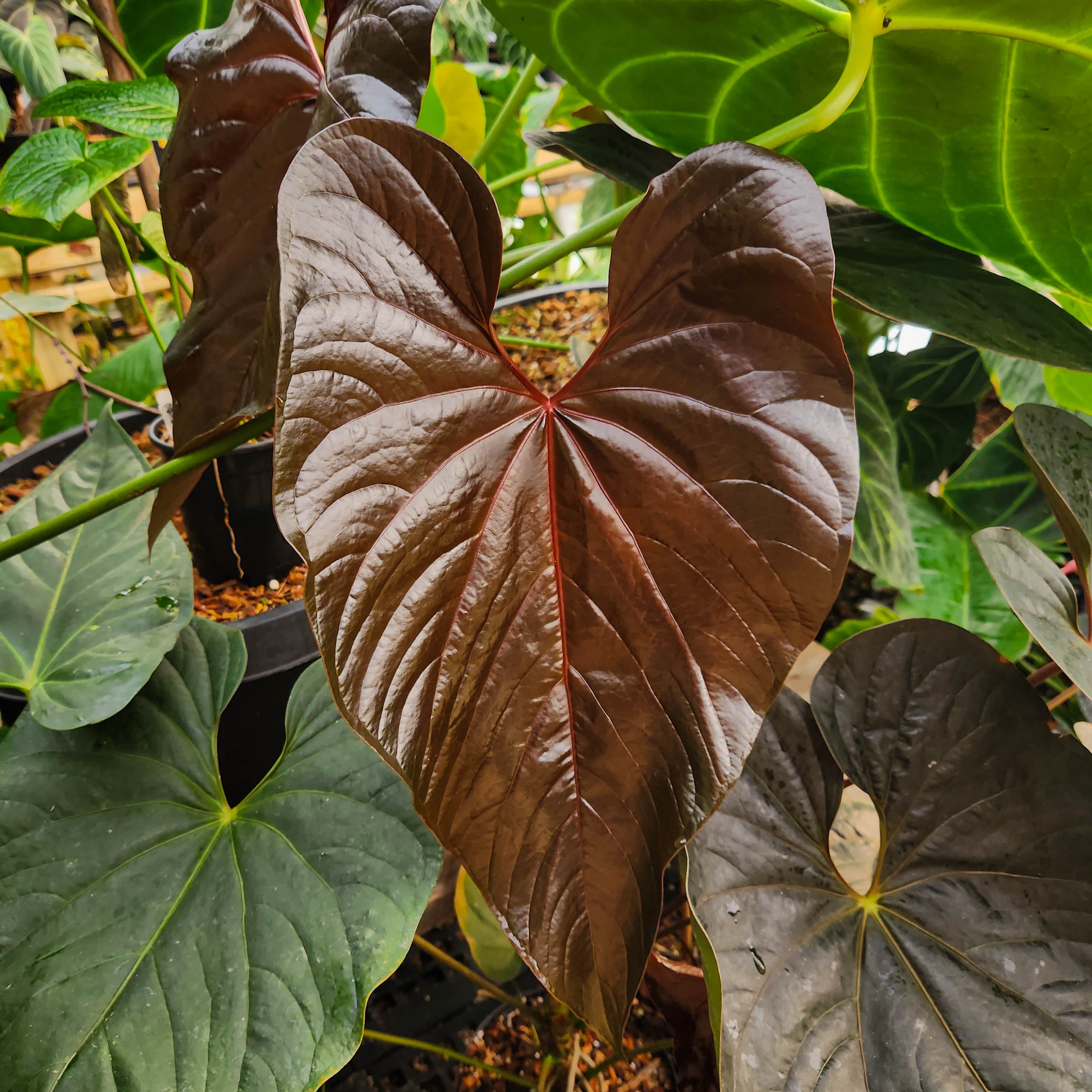 Anthurium Red Beauty, Not Moodeanum. no shipping: newest ca,az,tx,la