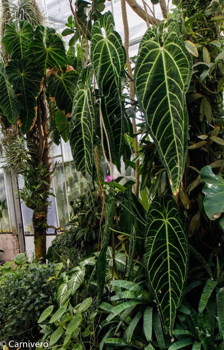 Anthurium warocqueanum, Queen Anthurium