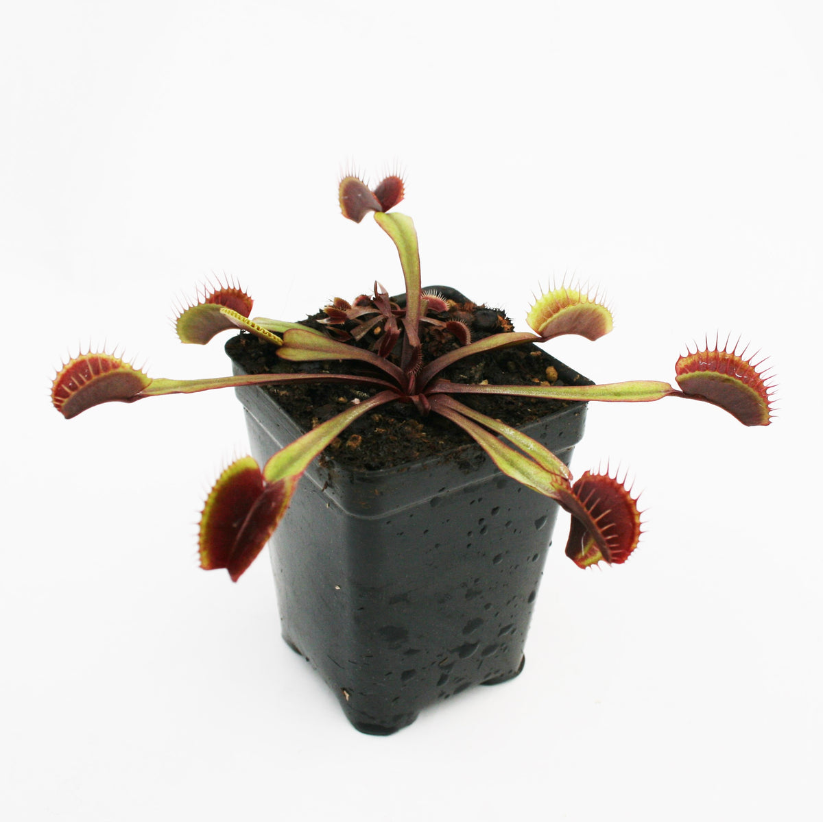 Venus flytrap (Dionaea muscipula) - Plantsmith