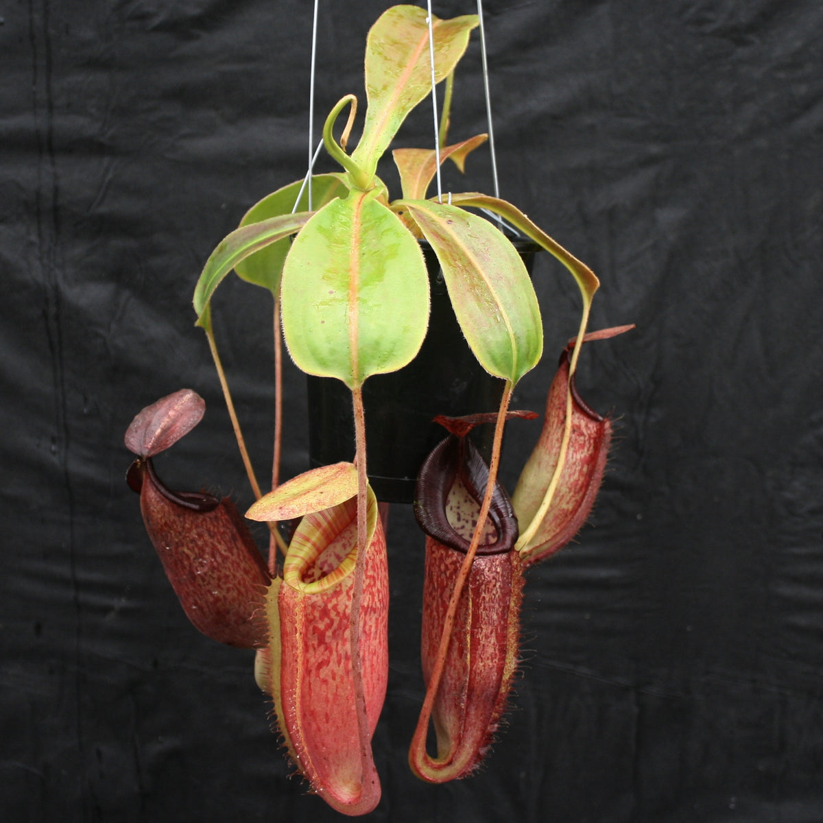 Nepenthes glandulifera x (spathulata x jacquelineae) 