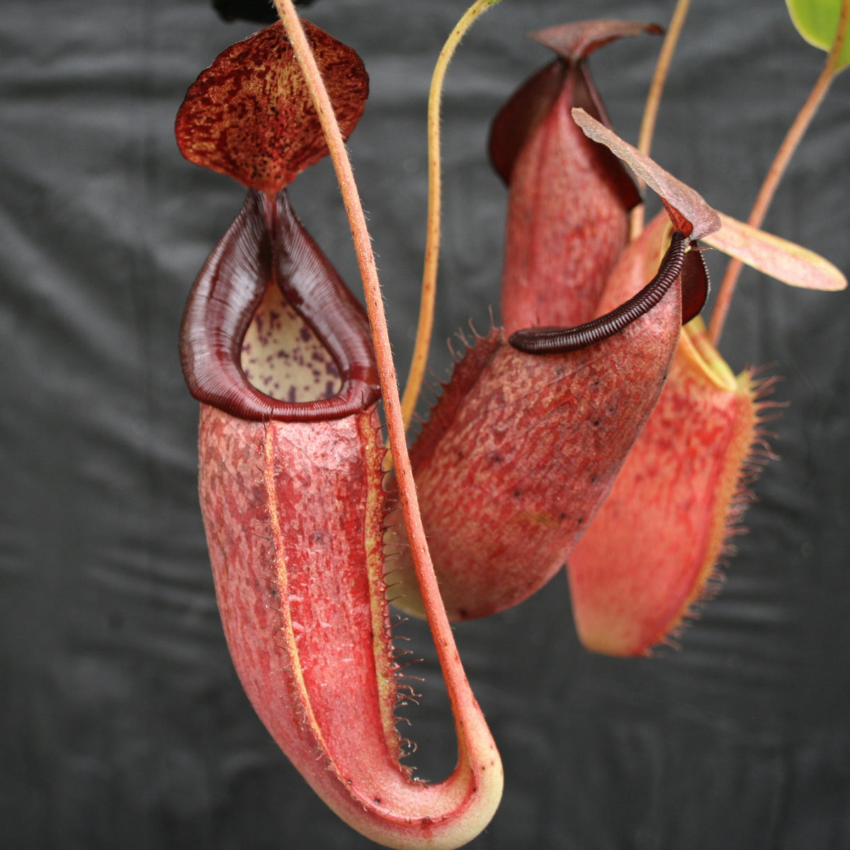 Nepenthes glandulifera x (spathulata x jacquelineae) 