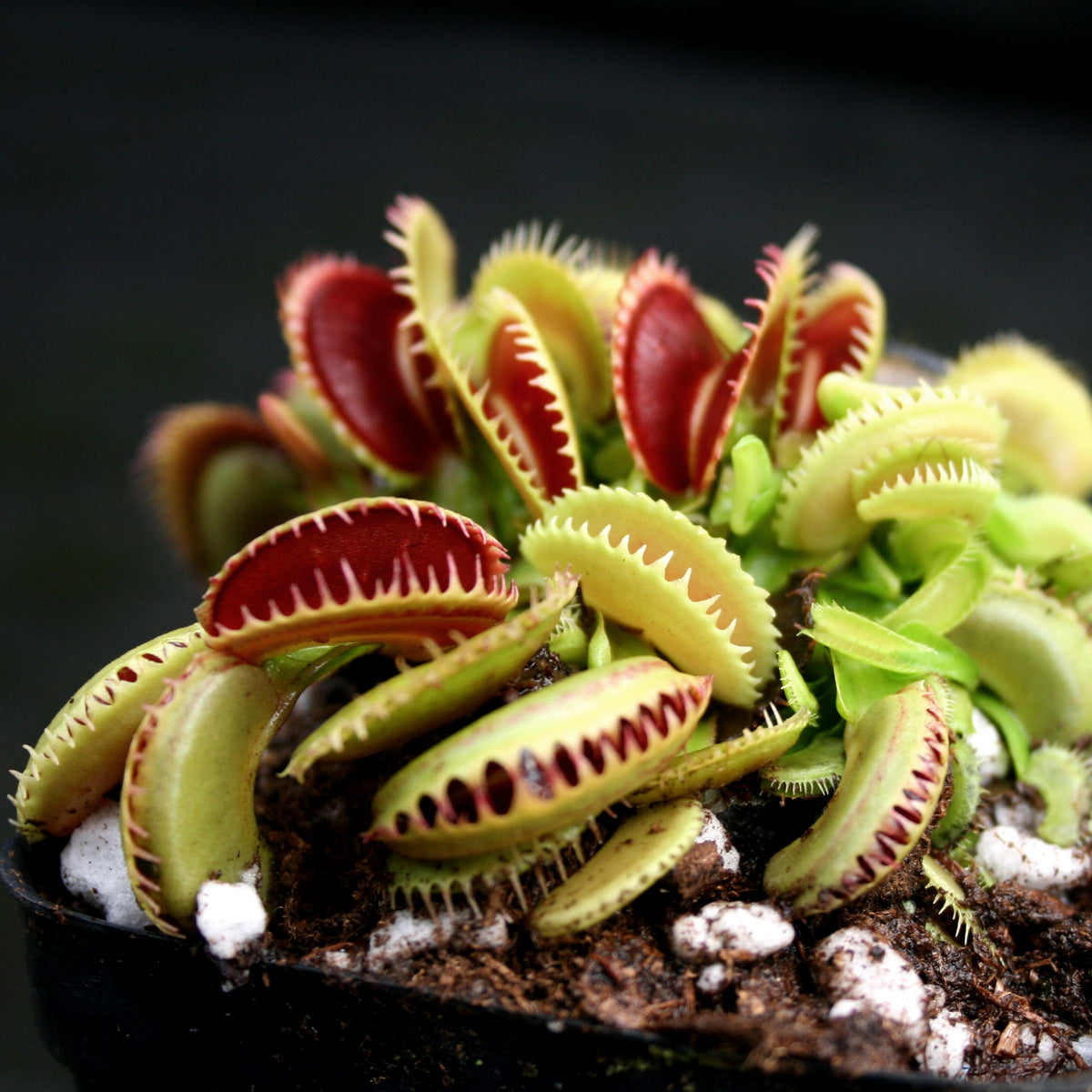 Venus Flytrap Collection – Carnivero