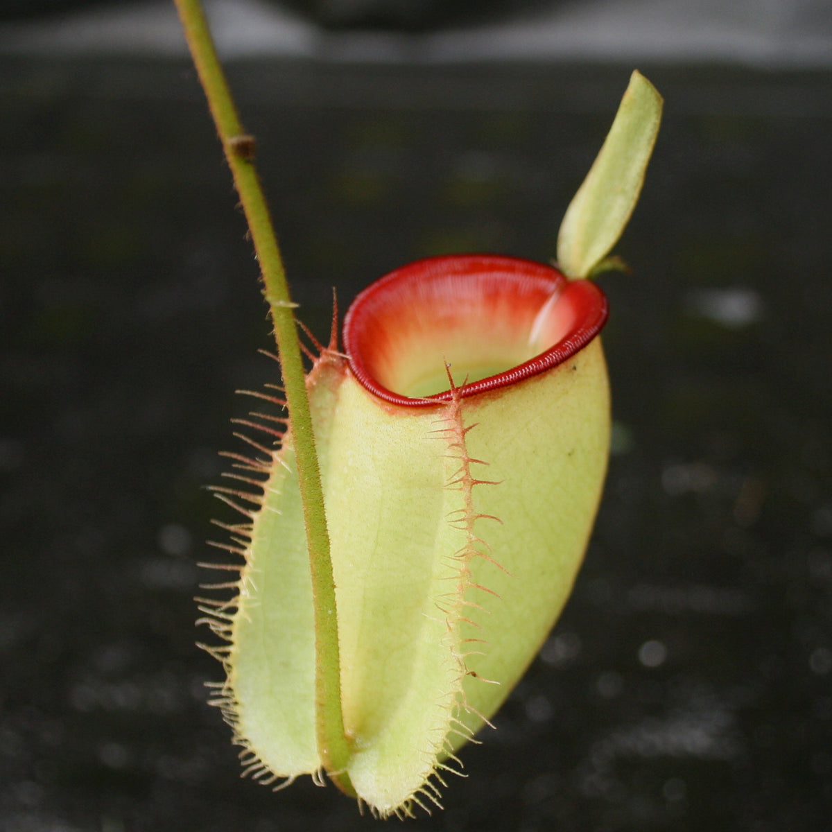 Cute pitcher of ampullaria #pitcherplants #nepenthes #ampullaria  #kantongsemar #tanamankarnivora #carnivorousplants…