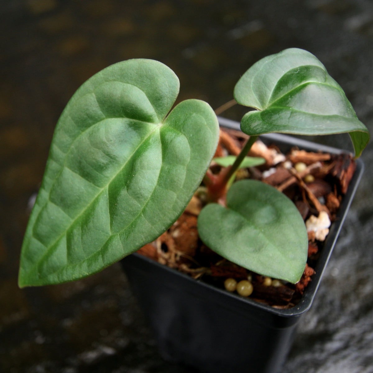 新作グッ Anthurium luxurians アンスリウム 植物/観葉植物 - orbit.edu.pk