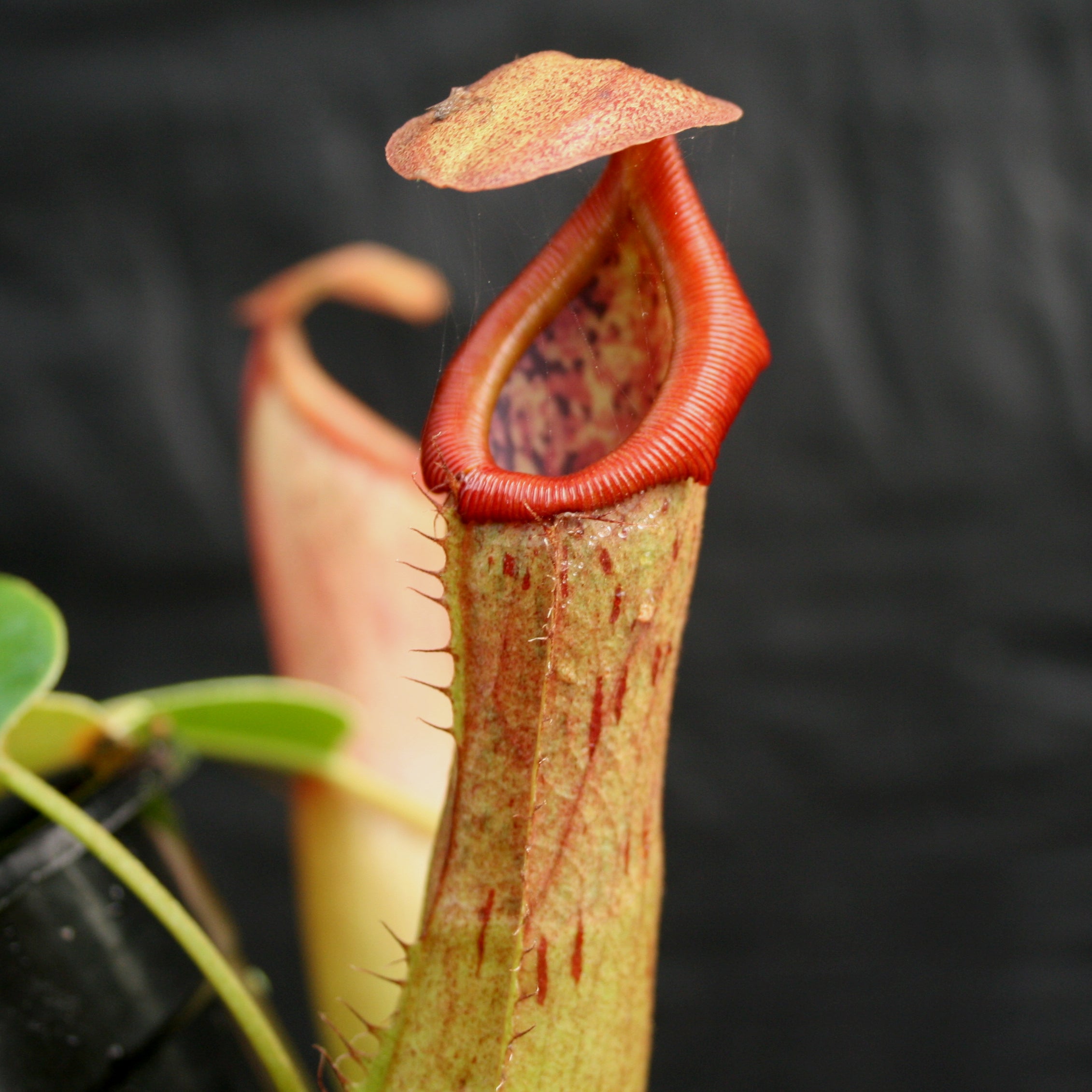 Nepenthes ventricosa 