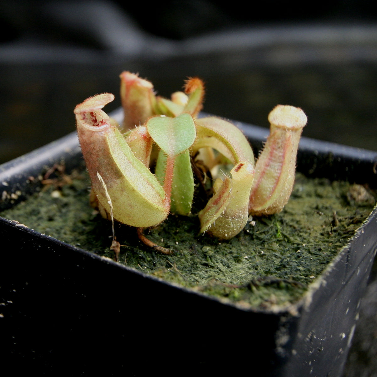 Nepenthes veitchii [(k) x (Murud x Candy) -Striped], CAR-0242