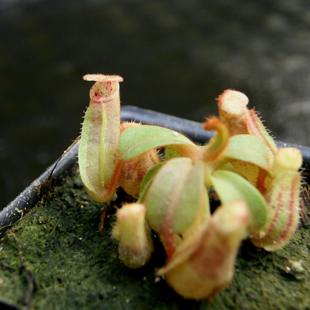 Nepenthes Veitchii [ K X Murud X Candy Striped] Car 0242 Carnivero