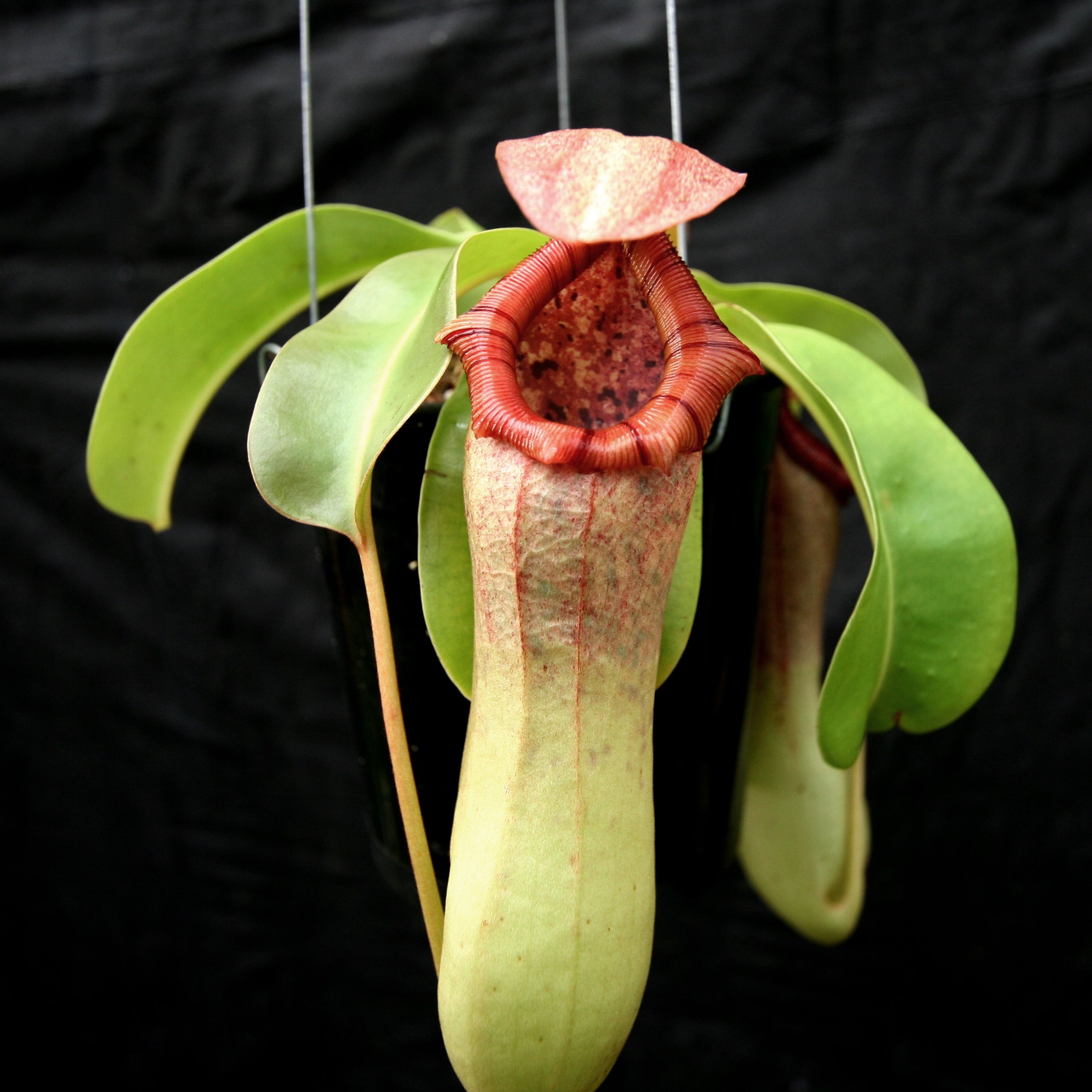 Nepenthes ventricosa