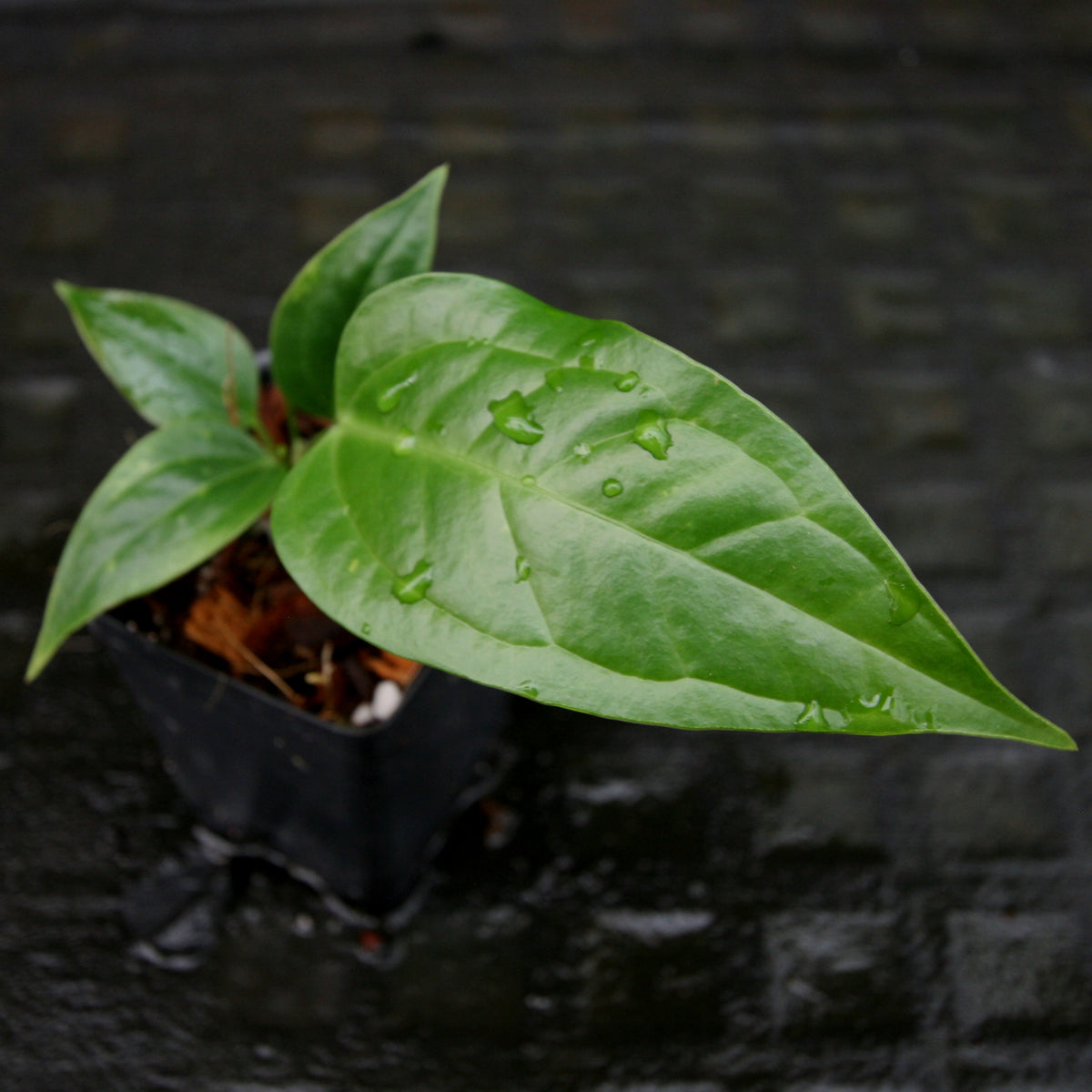 アンスリウムベイチータイプAnthurium veitchii type - 植物/観葉植物