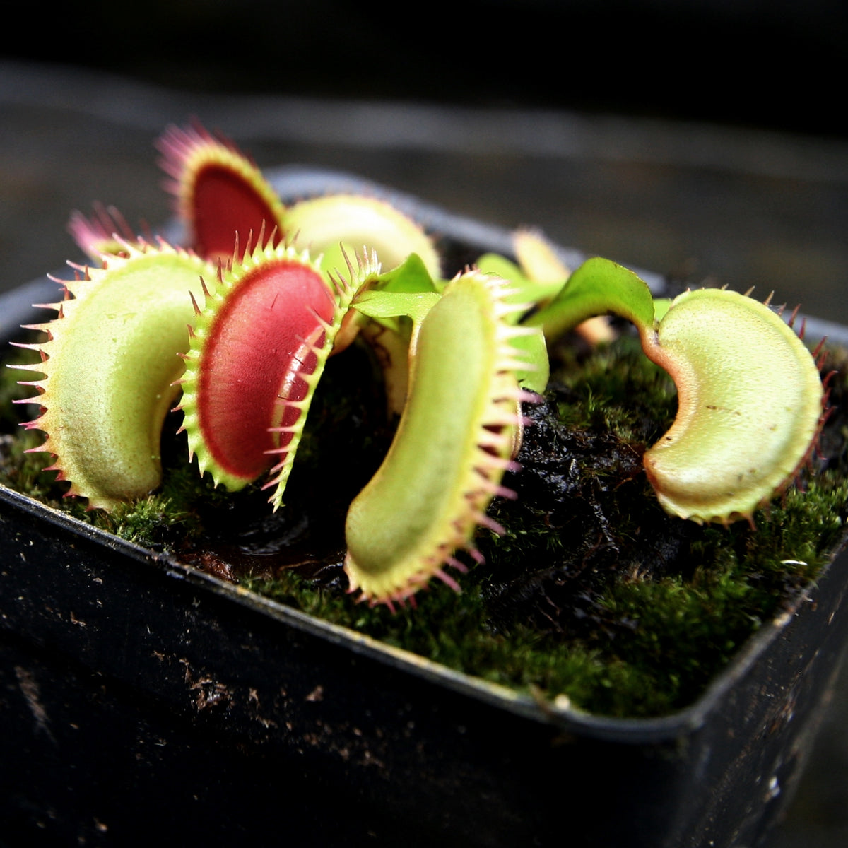 Venus Flytrap Collection – Carnivero