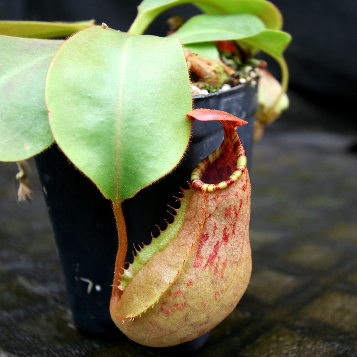 Nepenthes Red Dragon X Veitchii Murud X Candy Striped Car 0269