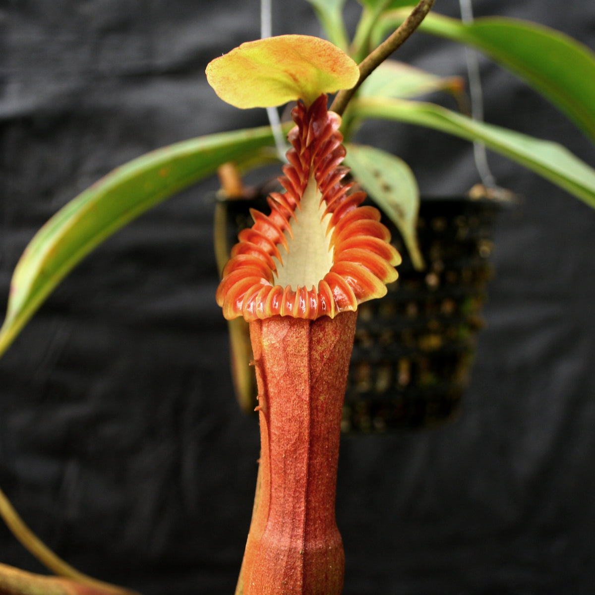 Nepenthes Edwardsiana – Carnivero