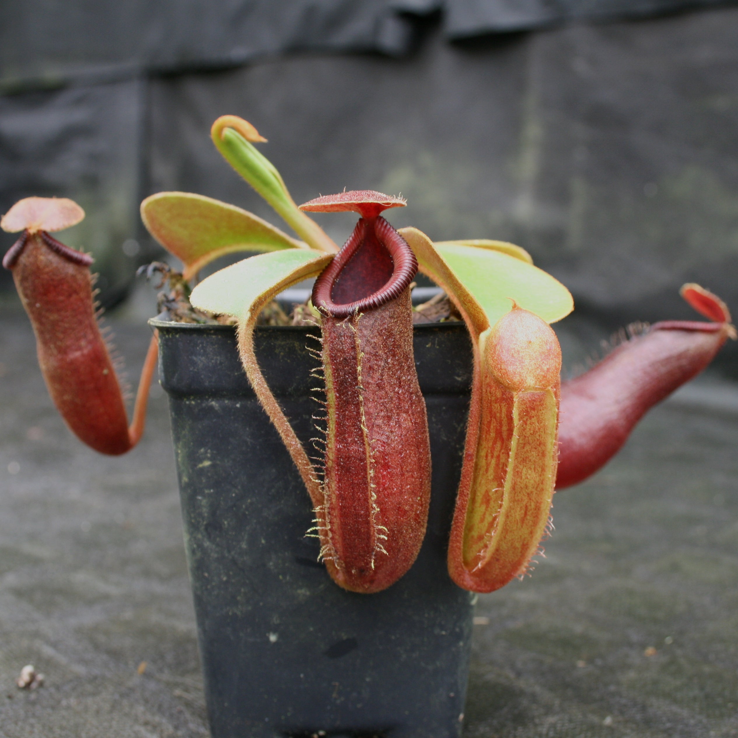 Nepenthes truncata (d) x [(ventricosa x sibuyanensis) x Trusmadiensis],  CAR-0173