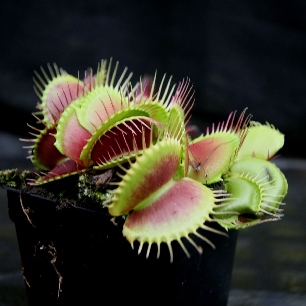 B52 Venus Fly Trap Flytrap Terrarium carnivorous Plant dionea