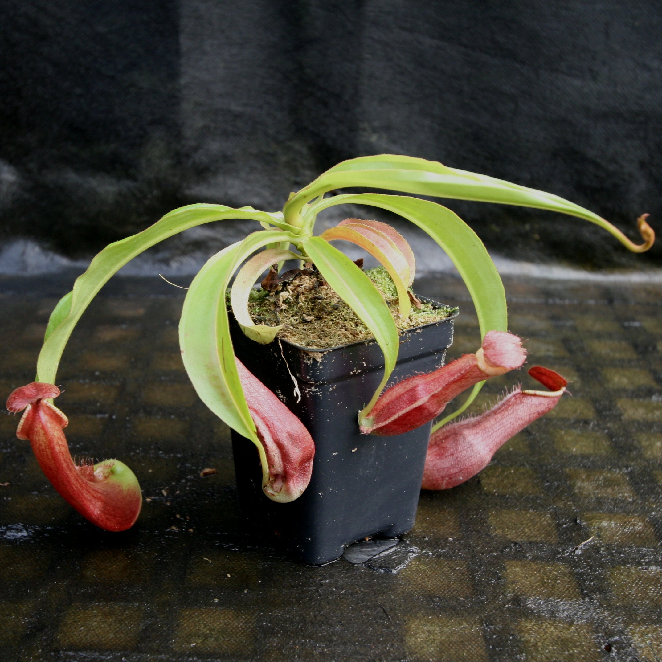 Nepenthes mirabilis var. echinostoma x {(Rokko x boschiana) x {[Rokko –  Carnivero