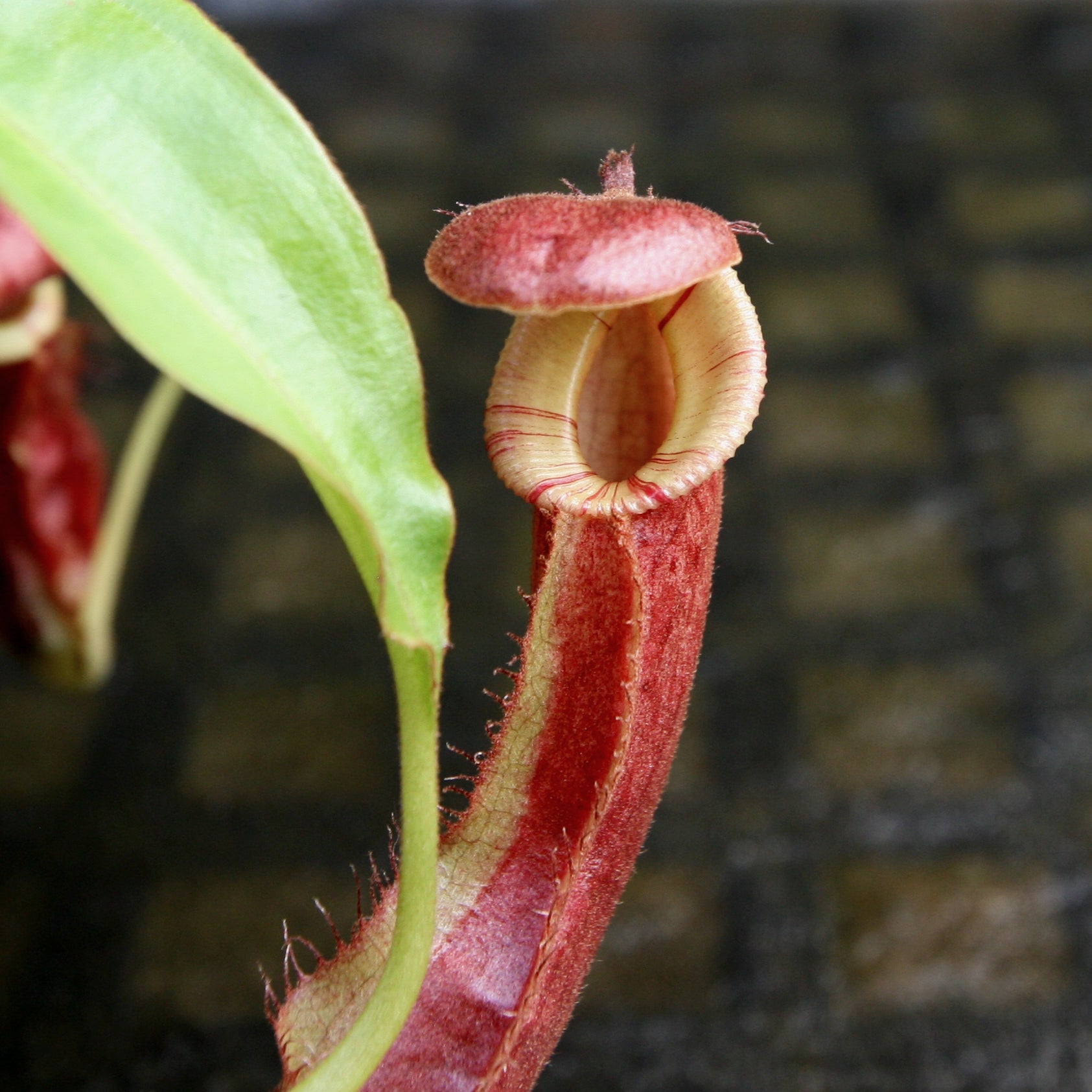 Nepenthes mirabilis var. echinostoma x {(Rokko x boschiana) x {[Rokko –  Carnivero