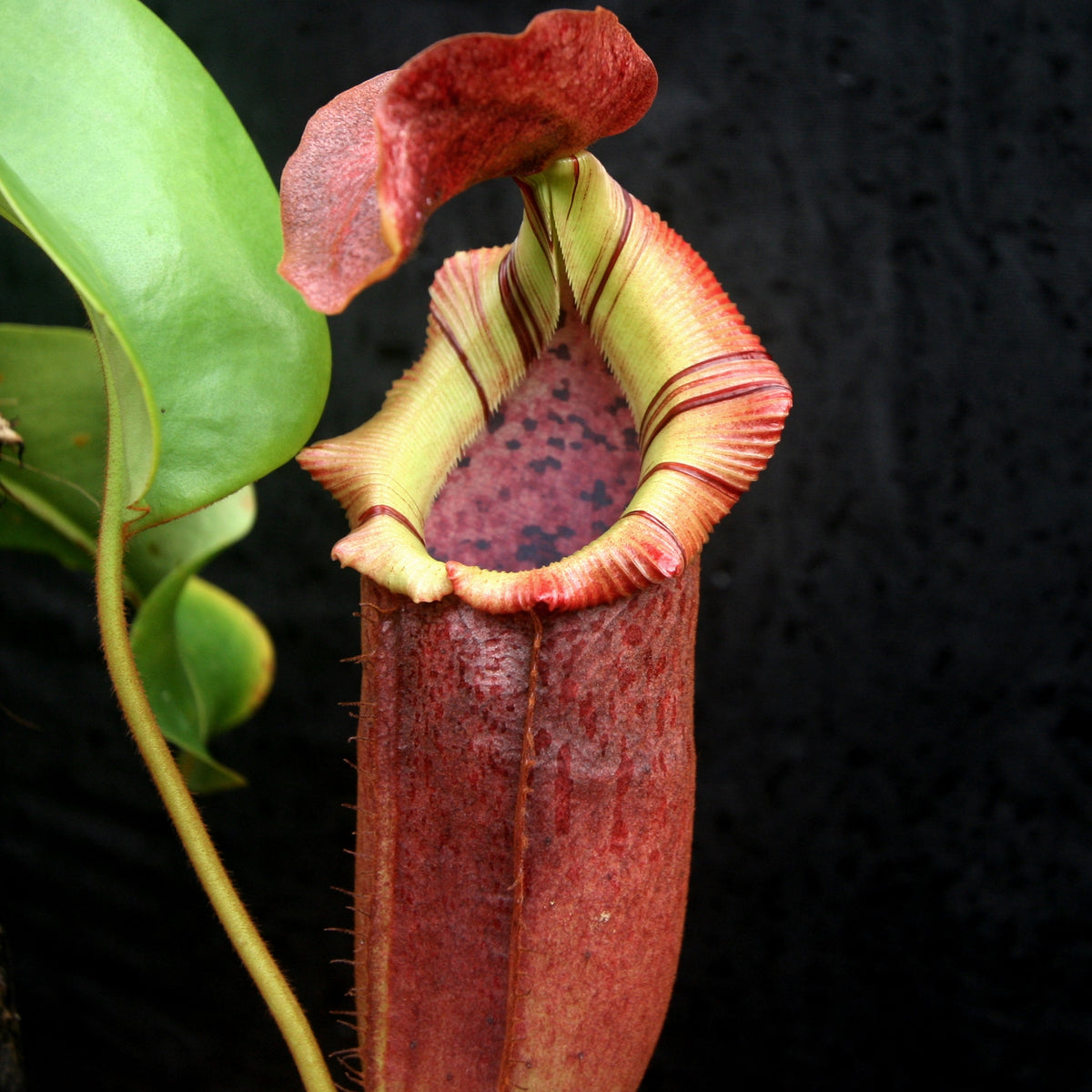 Nepenthes [(lowii x veitchii) x boschiana)]