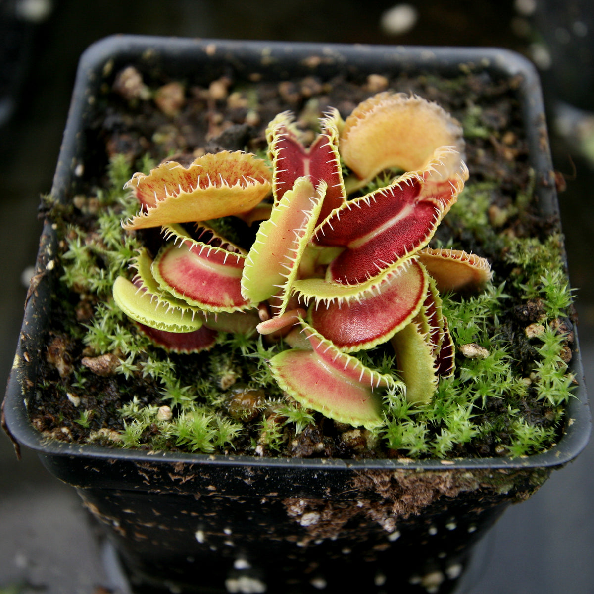 Venus Flytrap Collection – Carnivero