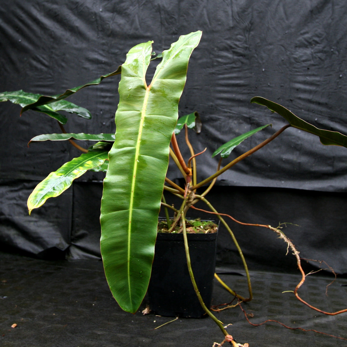 フィロデンドロンアタバポエンセ8Philodendron atabapoens-