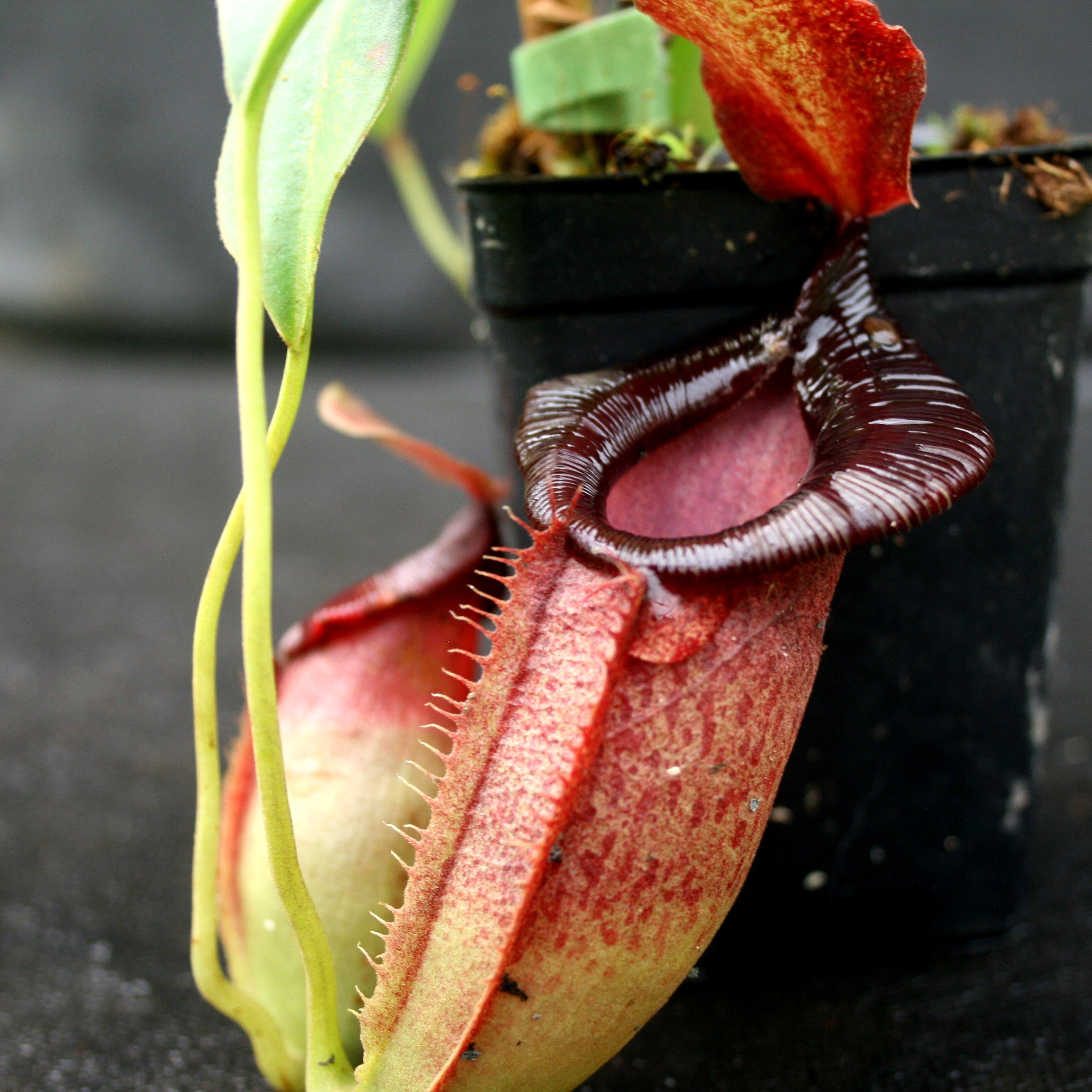 Nepenthes spathulata x jacquelineae