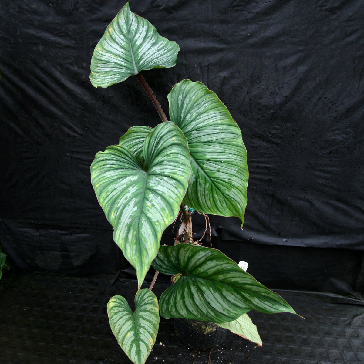 Philodendron Mamei Carnivero