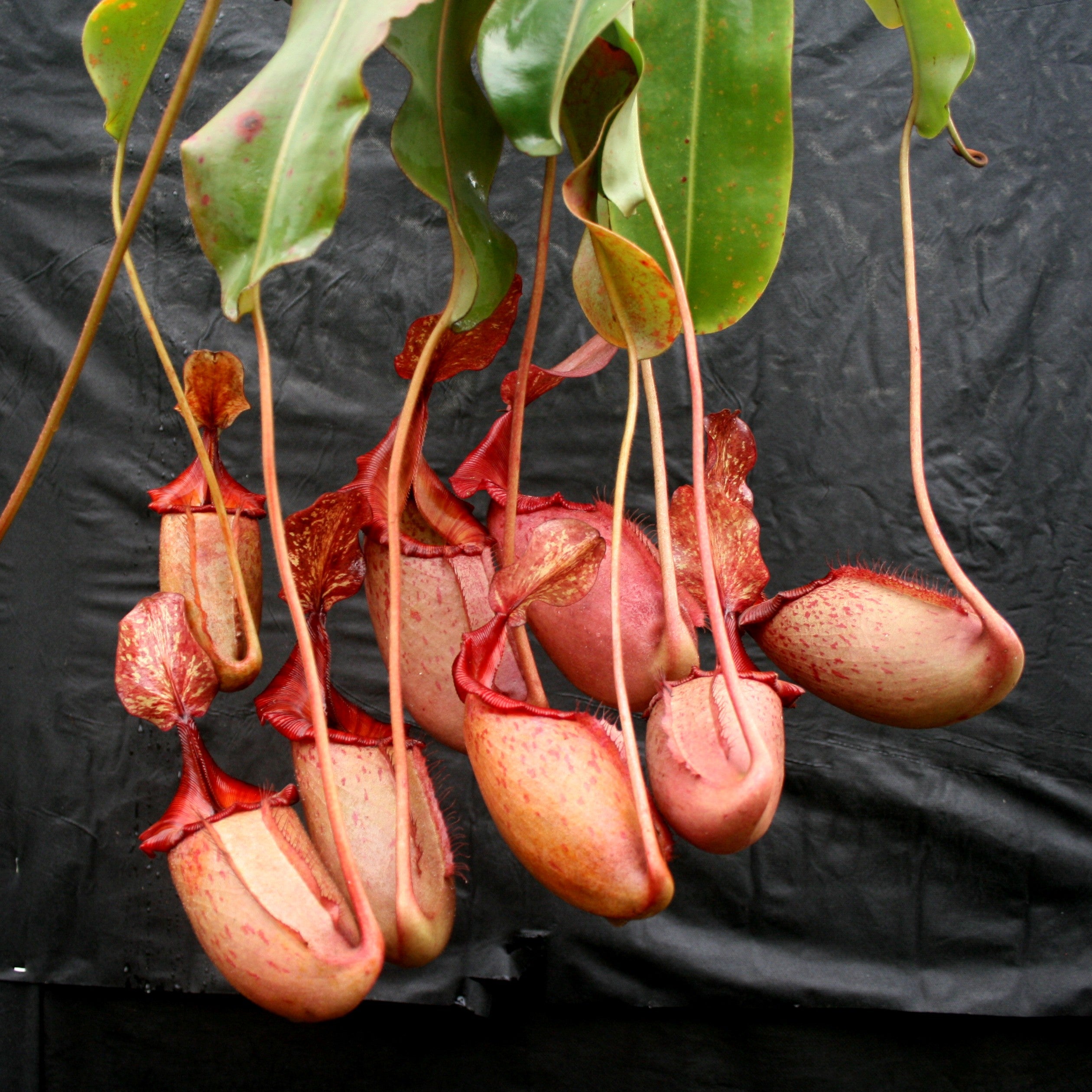 Nepenthes rajah x veitchii, BE-3730 – Carnivero