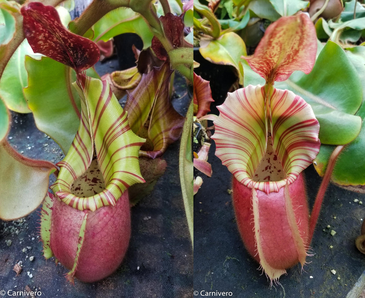 Nepenthes veitchii [(Murud x Candy) -Best Clone x