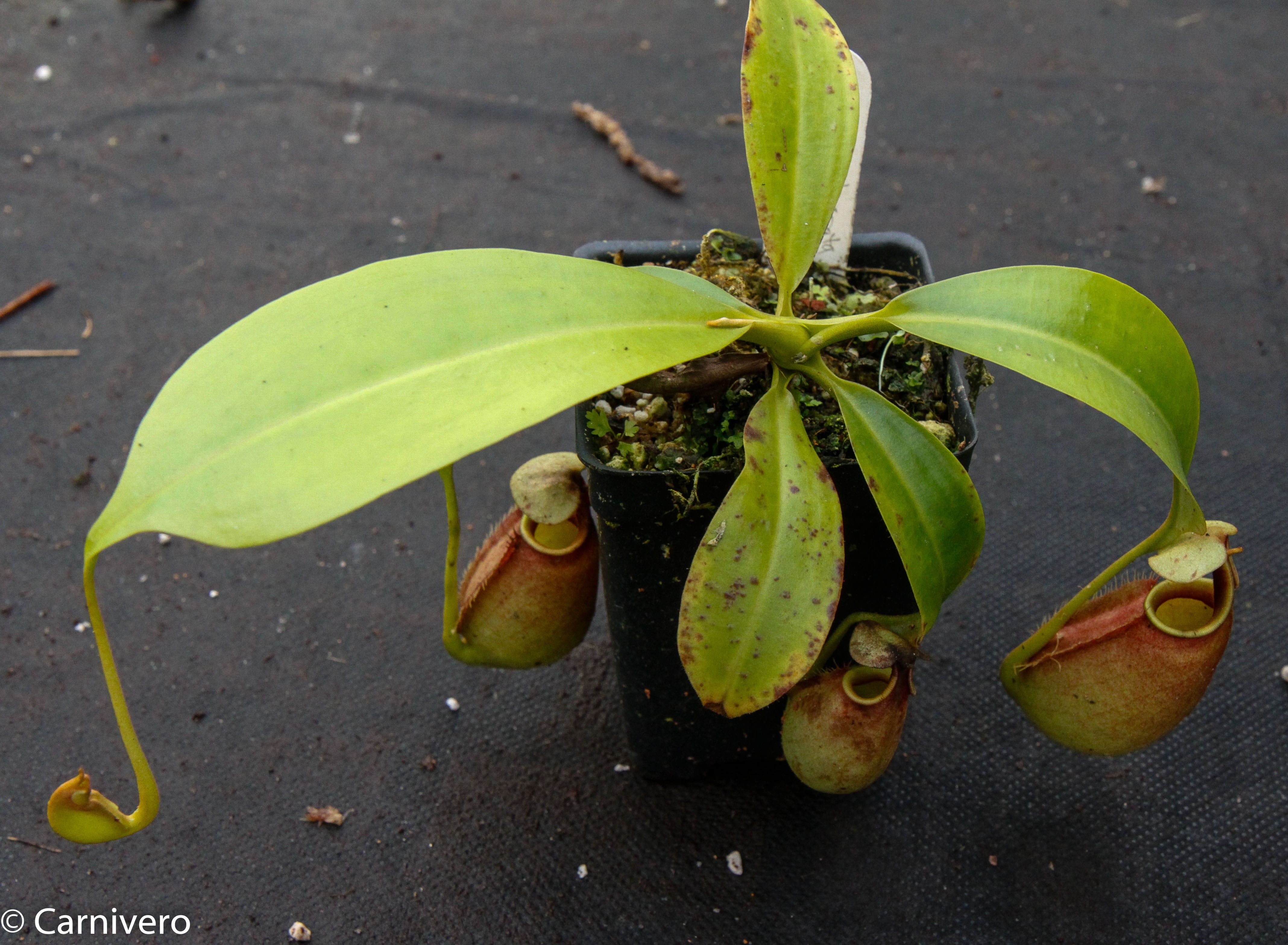 Nepenthes bicalcarata Red Flush, BE-3031