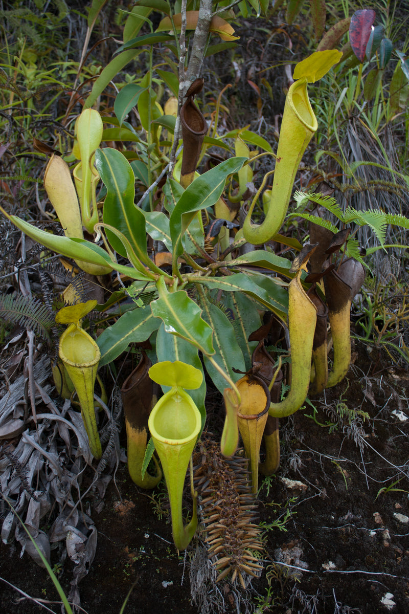 Nepenthes chaniana