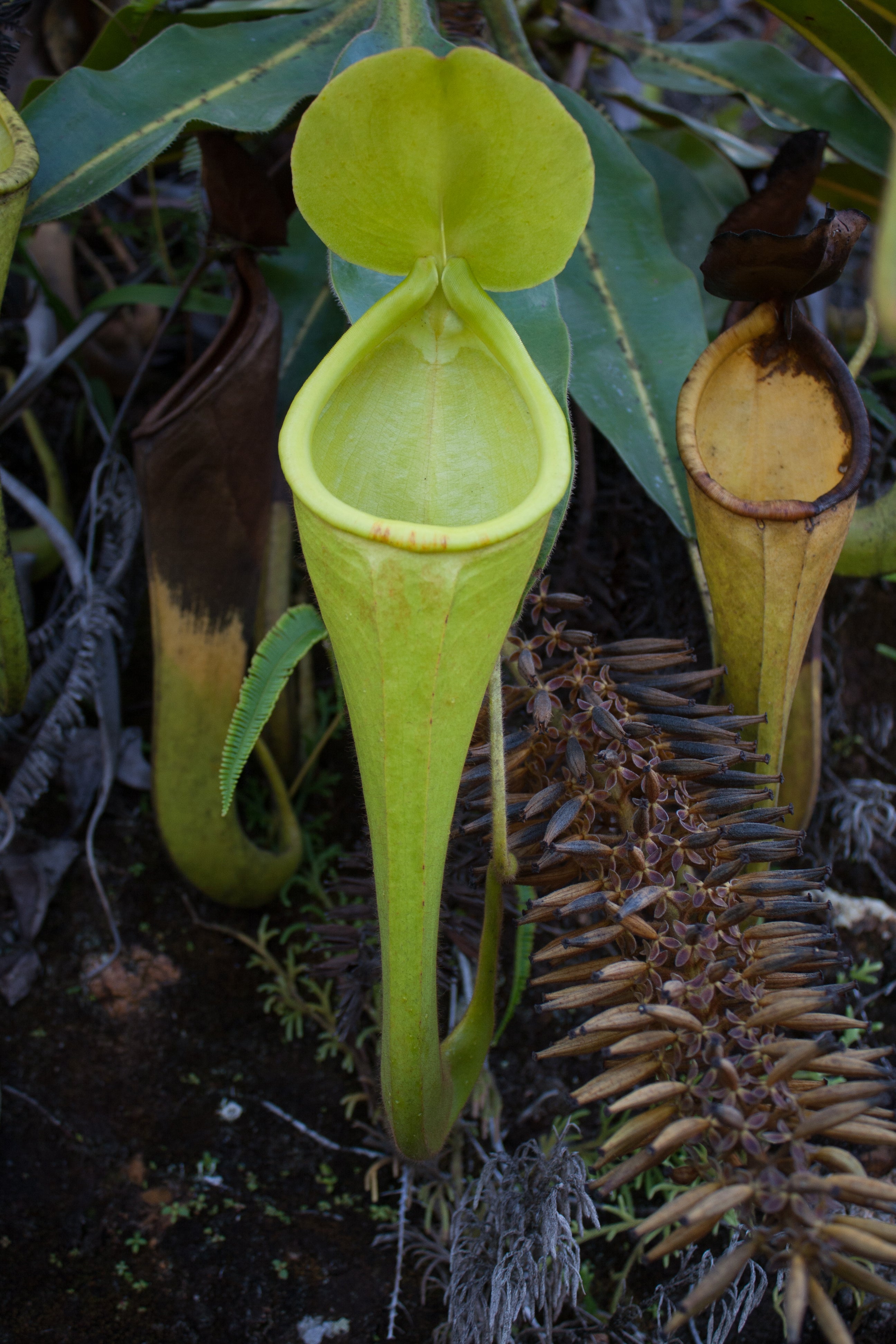 Nepenthes chaniana, BE-3673