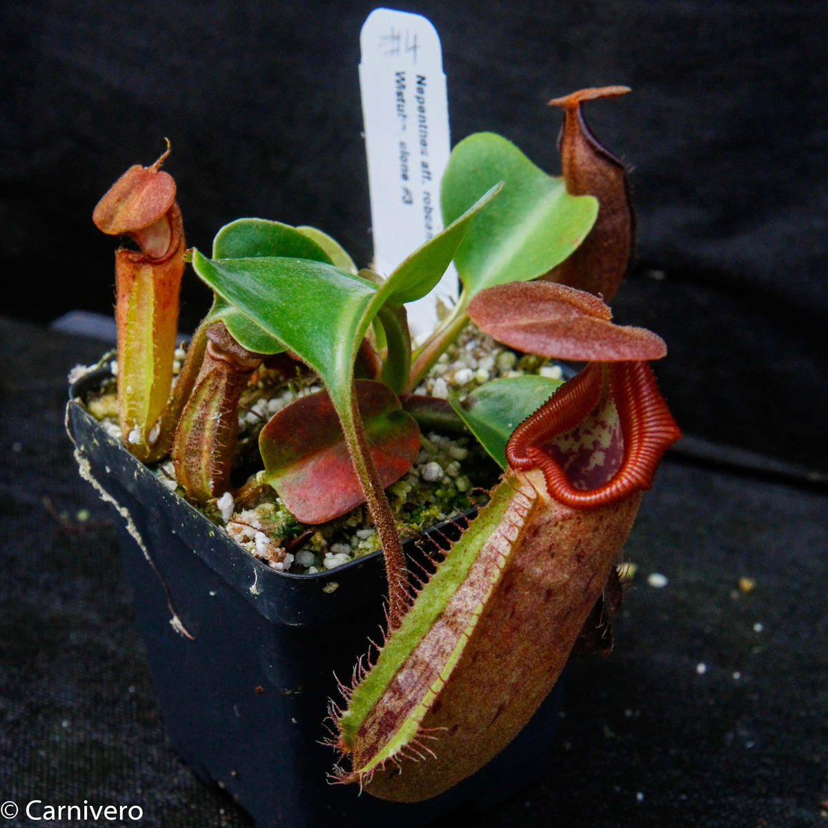 【新作登場定番】3 Nepenthes aff. nebularum BCP ID# N1718-04 (SE Mindanao / clone4) [食虫植物・ネペンテス・ウツボカズラ] その他