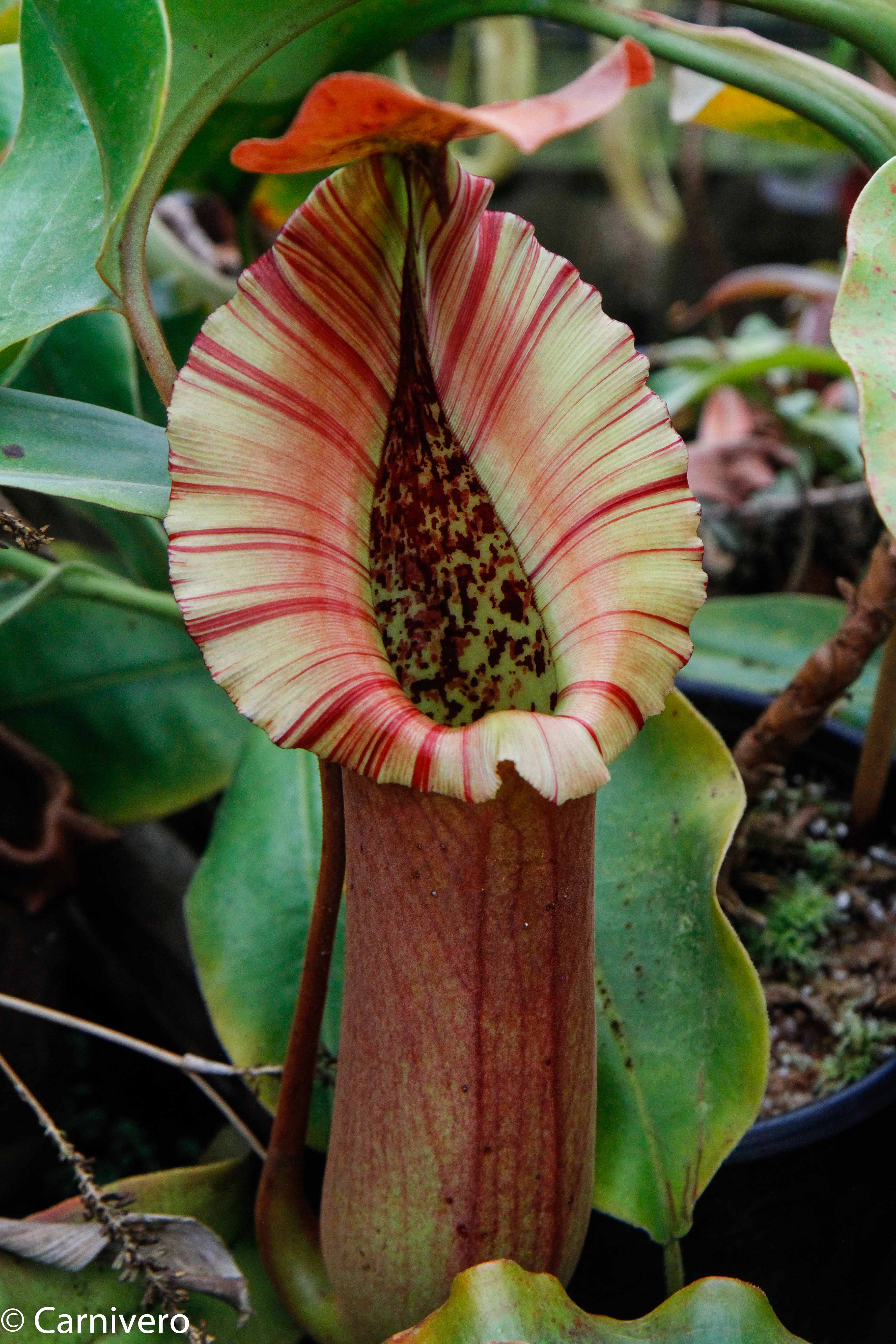 Nepenthes truncata, Highland Reddish Leaves – Carnivero