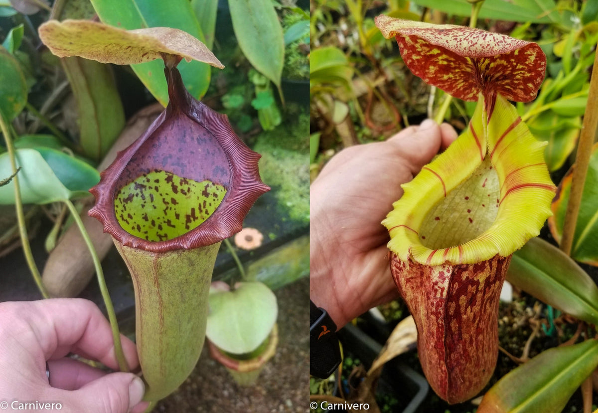 Nepenthes (truncata x campanulata) x [(lowii x veitchii) x  boschiana]-white, CAR-0074