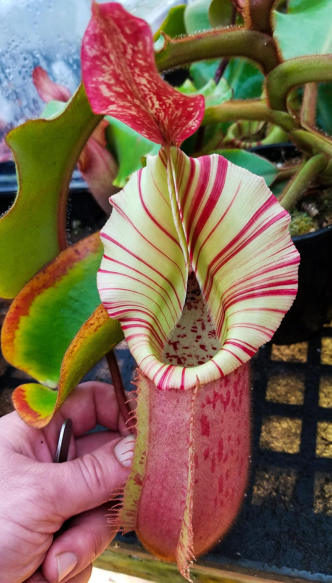 Nepenthes veitchii (Murud Striped x Candy), Specimen B