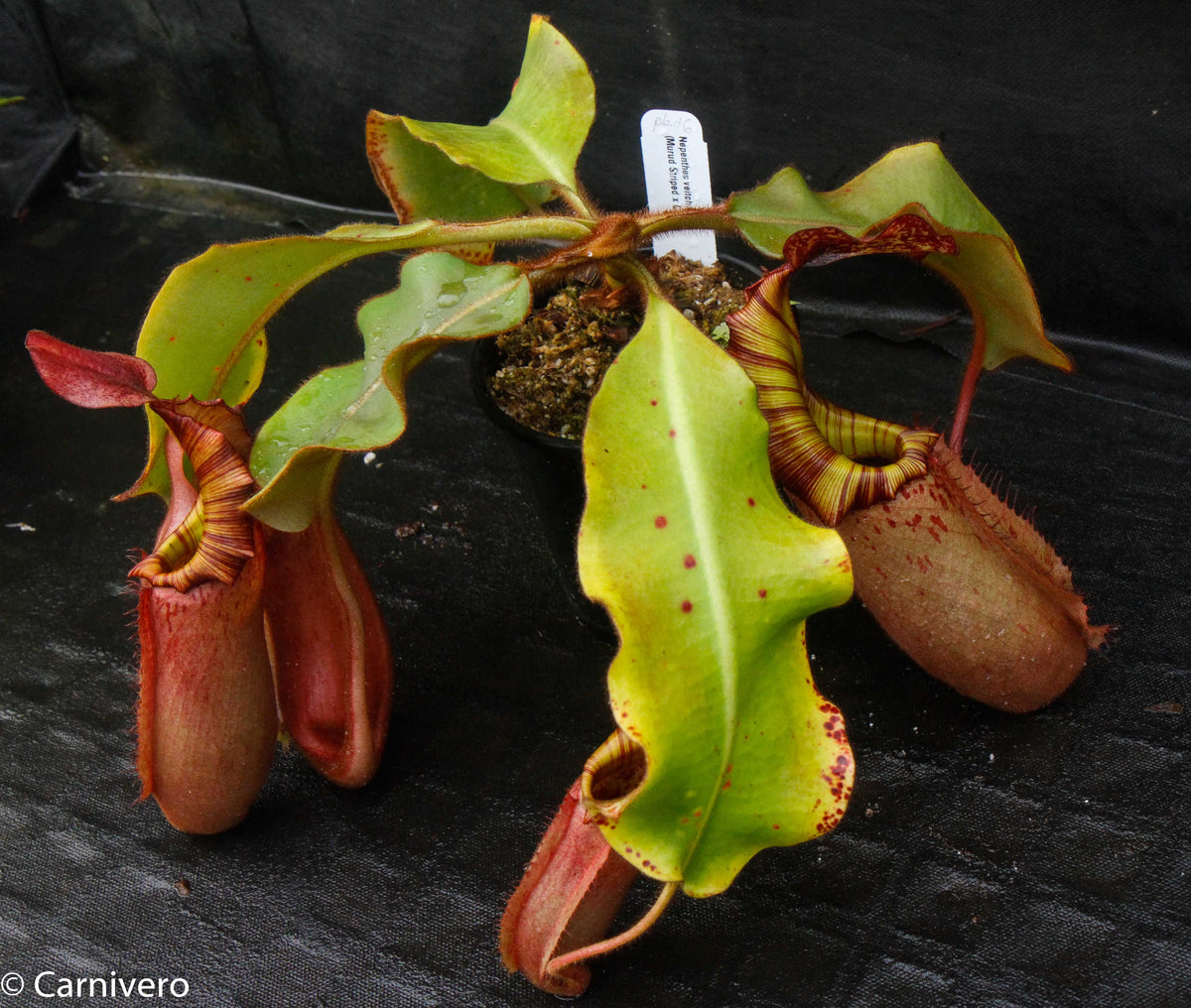 Nepenthes Veitchii Murud Striped X Candy Specimen 6 Carnivero