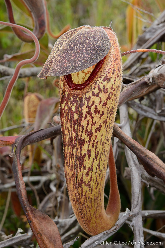 Spotlight on Nepenthes klossii