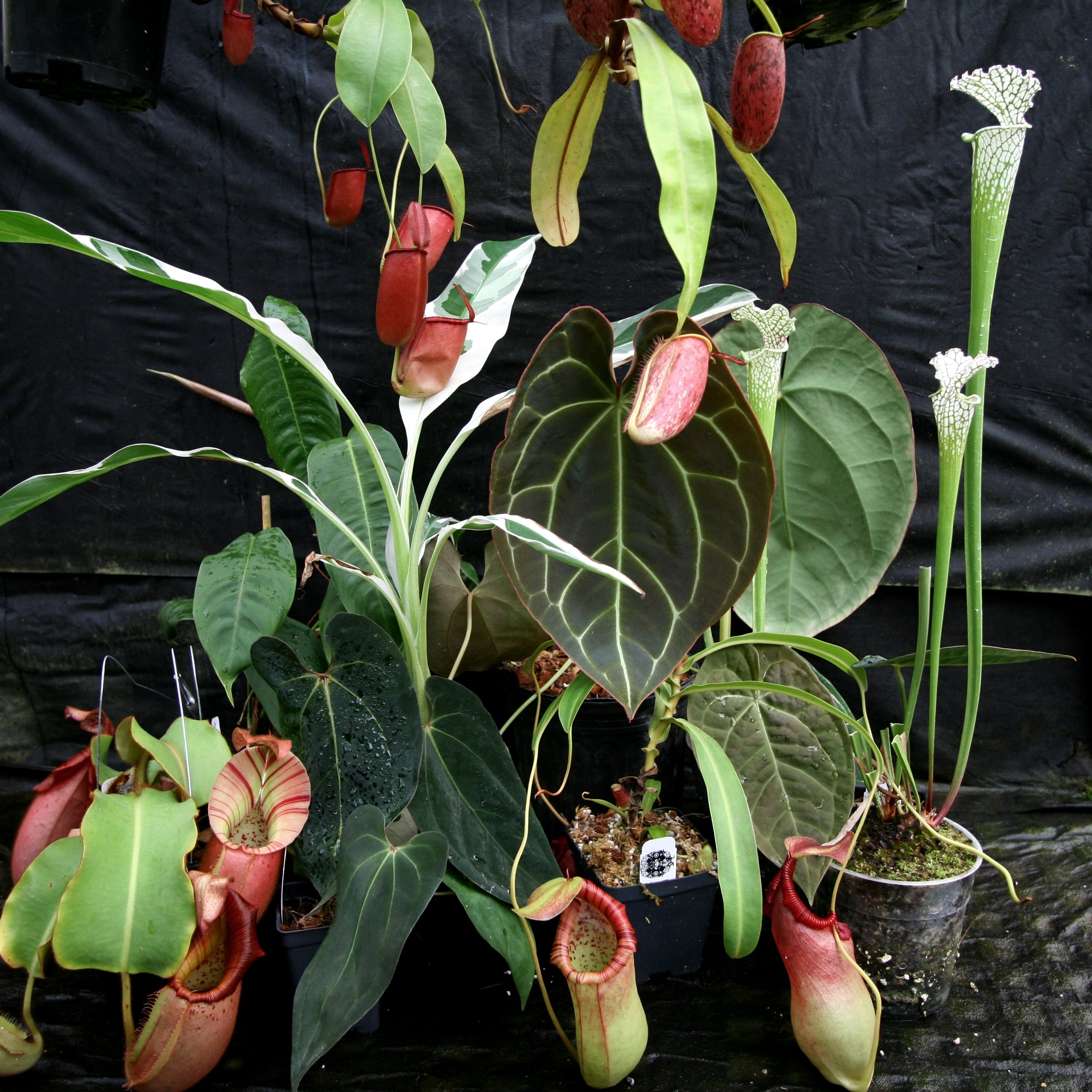 Carnivorous Plants and Rare Tropicals | Carnivero